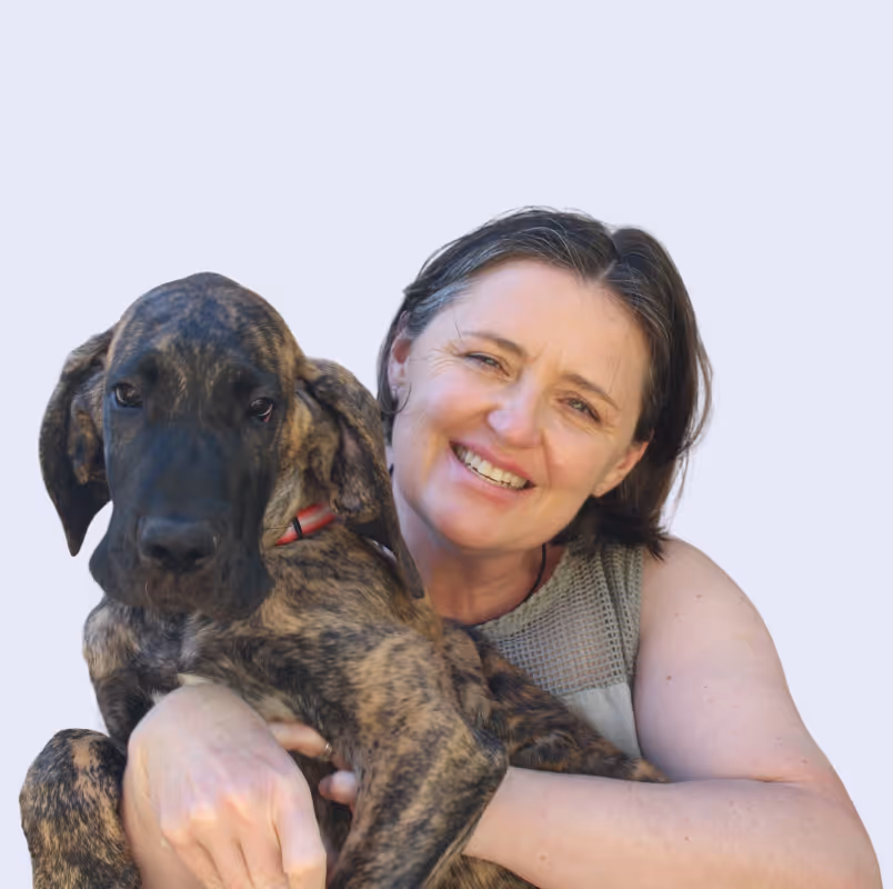 Smiling woman holding a large brindle Great Dane puppy with a red collar showing happy pets at citivet