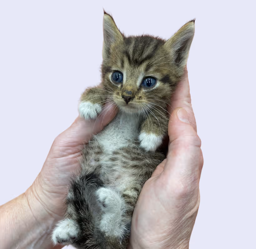 Small tabby kitten with white paws and belly being gently held in both hands at citivet bothasig
