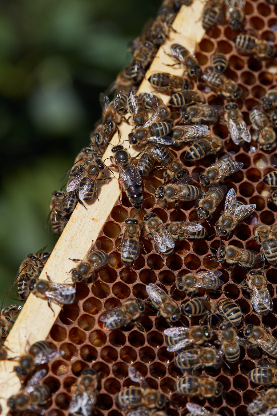 Nahaufnahme von Honigbienen auf einer Wabe