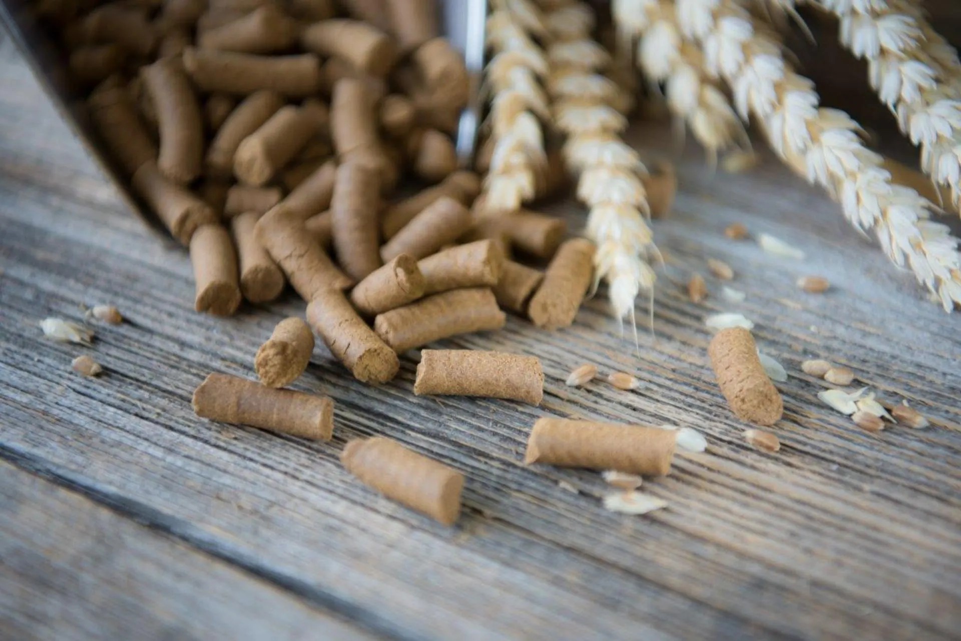 Hellbraune Futterpellets mit Weizenähren auf einer Holzfläche