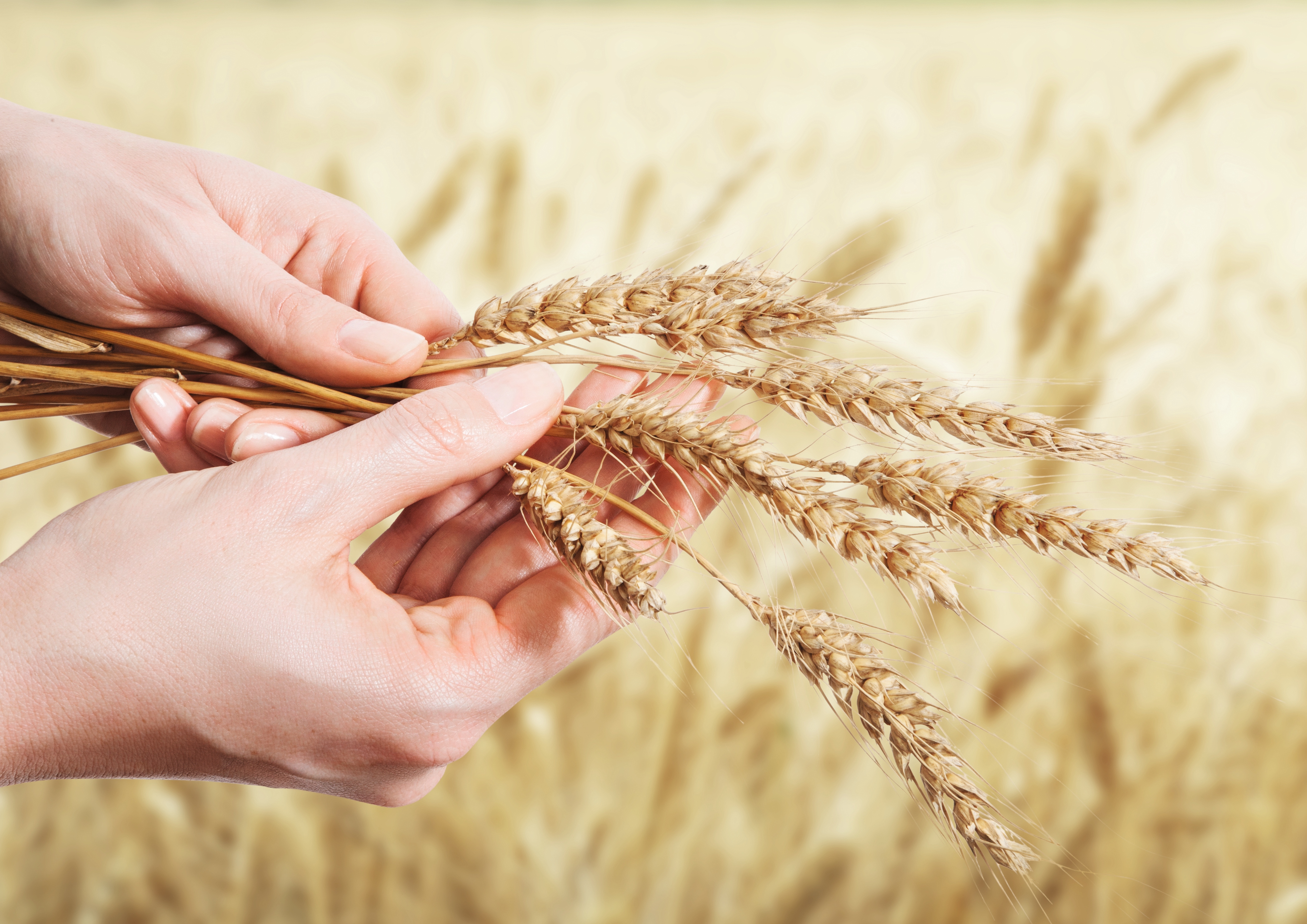 Hands holding ripe wheat ears in front of a golden wheat field