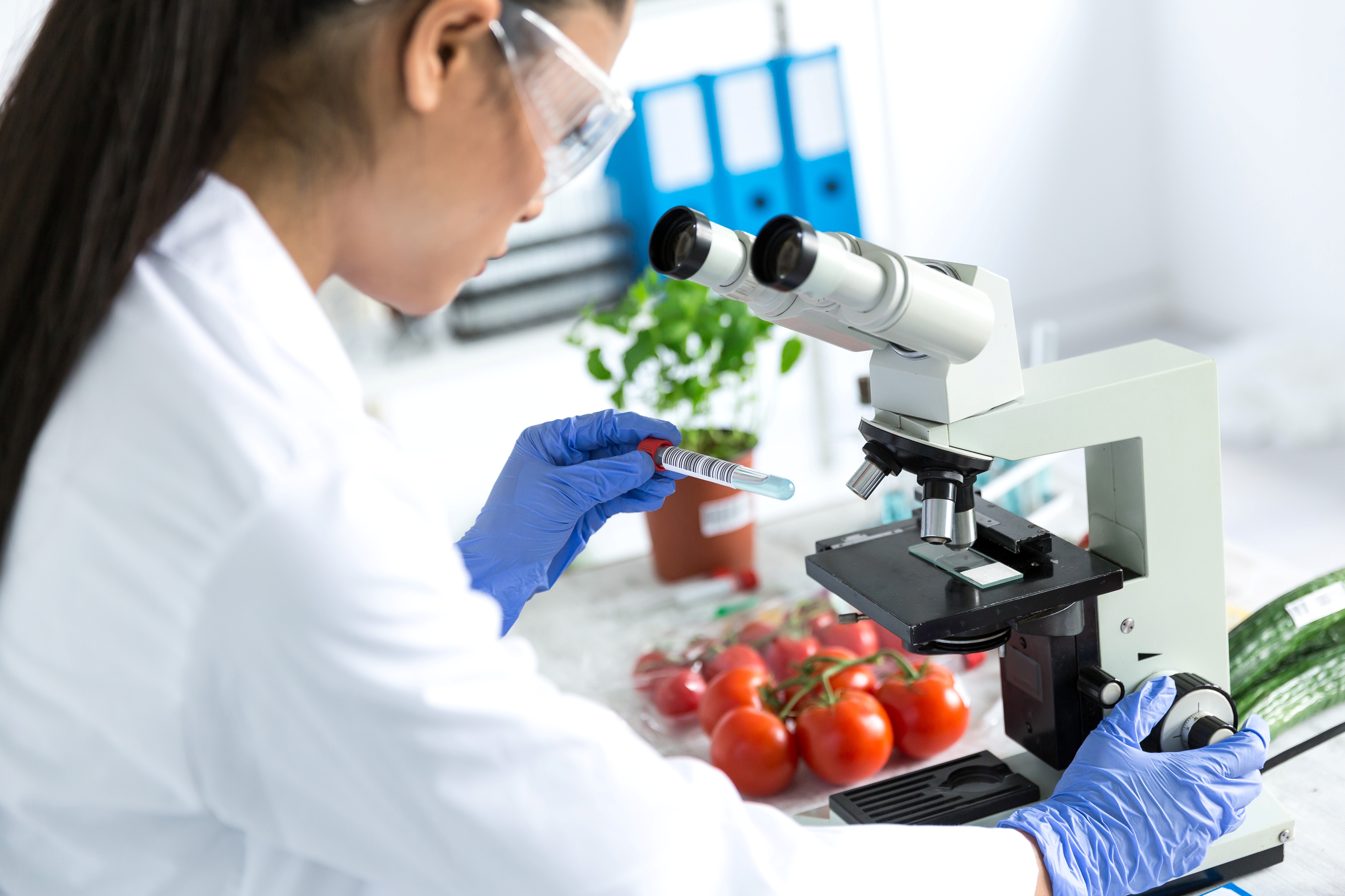 Wissenschaftlerin mit Laborkittel, Schutzbrille und Handschuhen am Mikroskop, daneben frische Tomaten