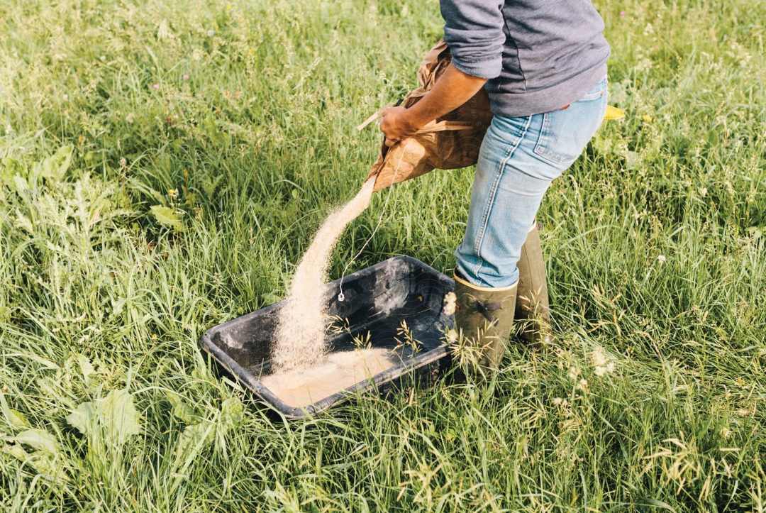 Person in Gummistiefeln schüttet Futter aus einem Sack in einen schwarzen Trog auf einer grünen Wiese