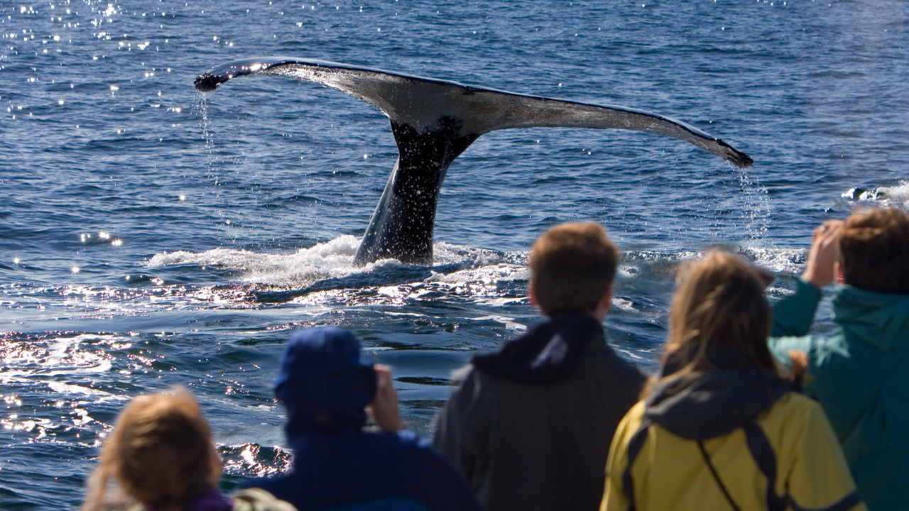 whale watching on a crisp July morning