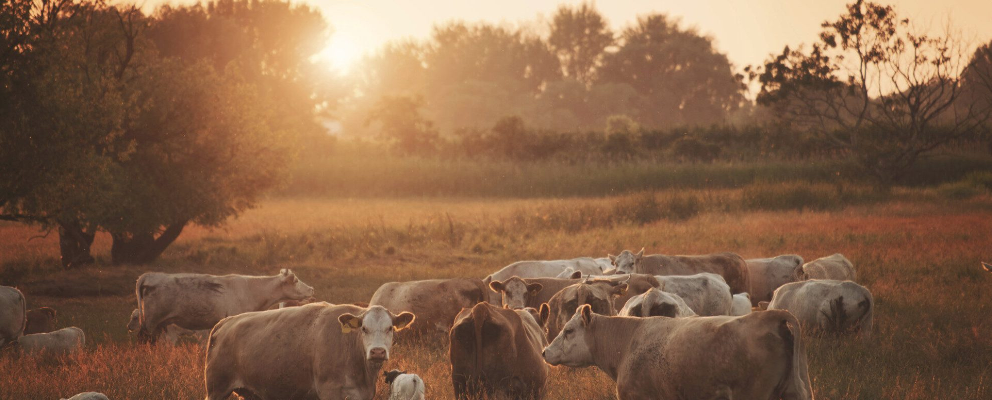 Agropur's Return to Encore: A Lesson in Real Travel Value