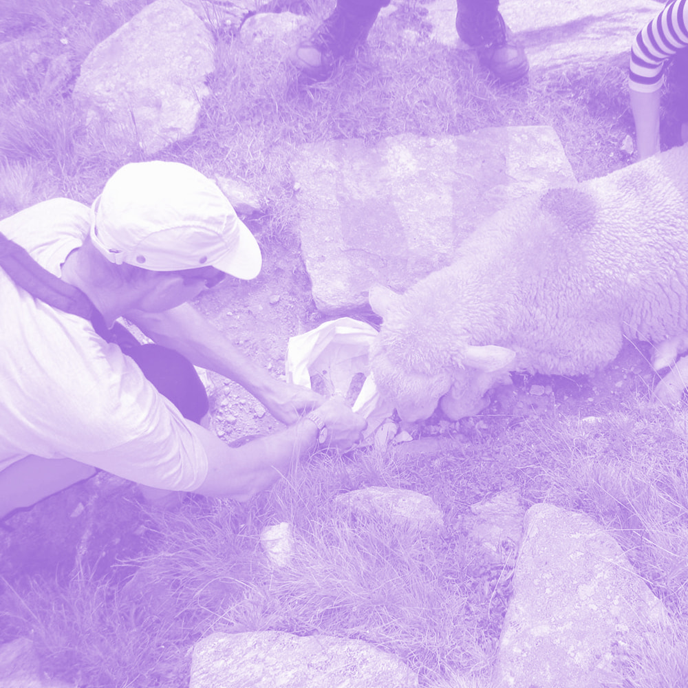 Person wearing a white cap feeding a sheep outdoors among rocks and grass.