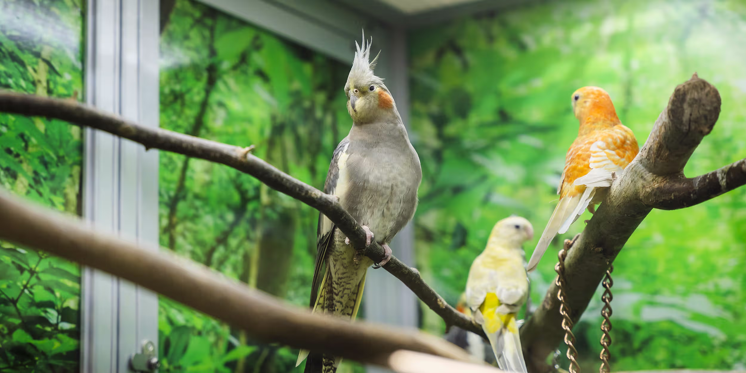 Vögel