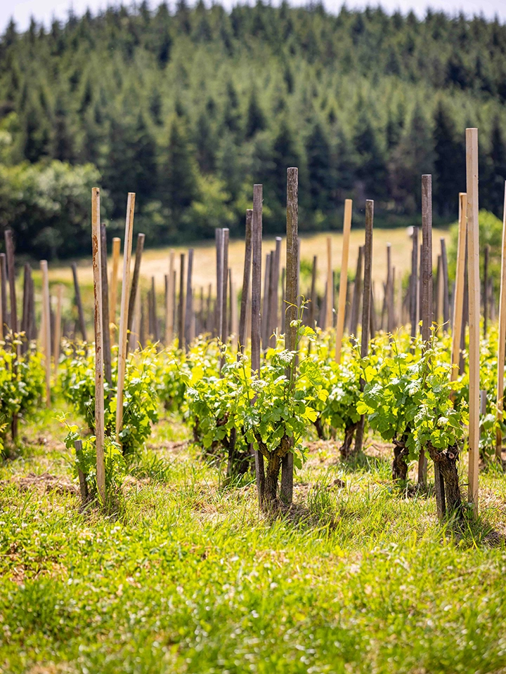 Rangées de jeunes plants de vigne soutenus par des tuteurs en bois, dans un vignoble verdoyant avec forêt en arrière-plan.