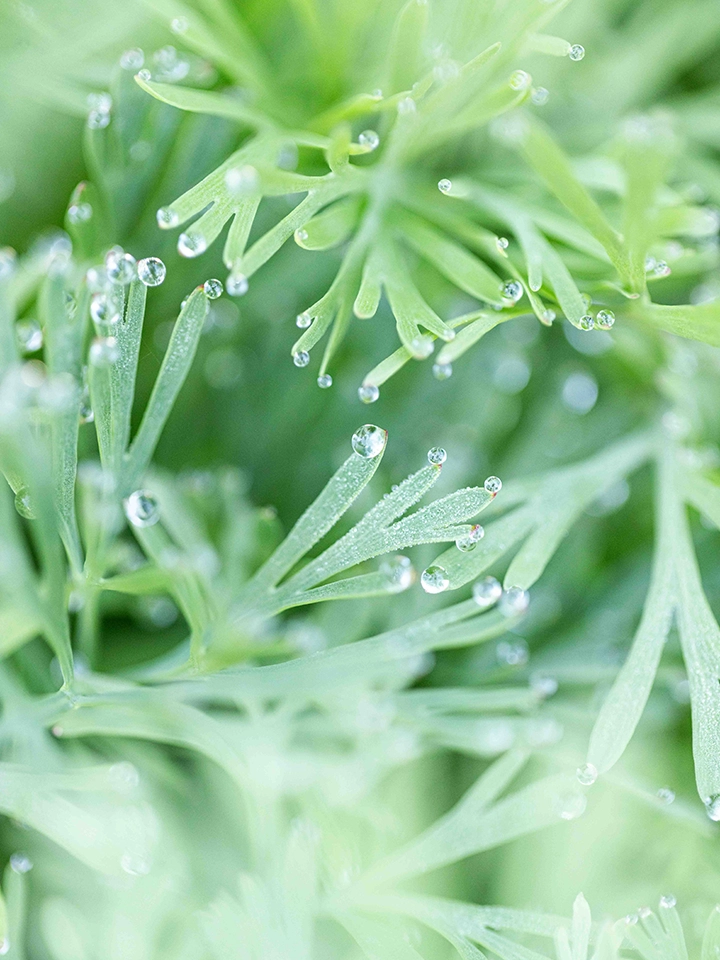 Gouttes de rosée sur les fines feuilles vertes d'une plante aromatique en gros plan.