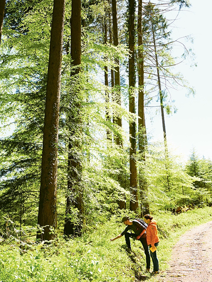 Deux personnes cueillant des plantes ou des fleurs dans une forêt dense près d'un sentier éclairé par le soleil.