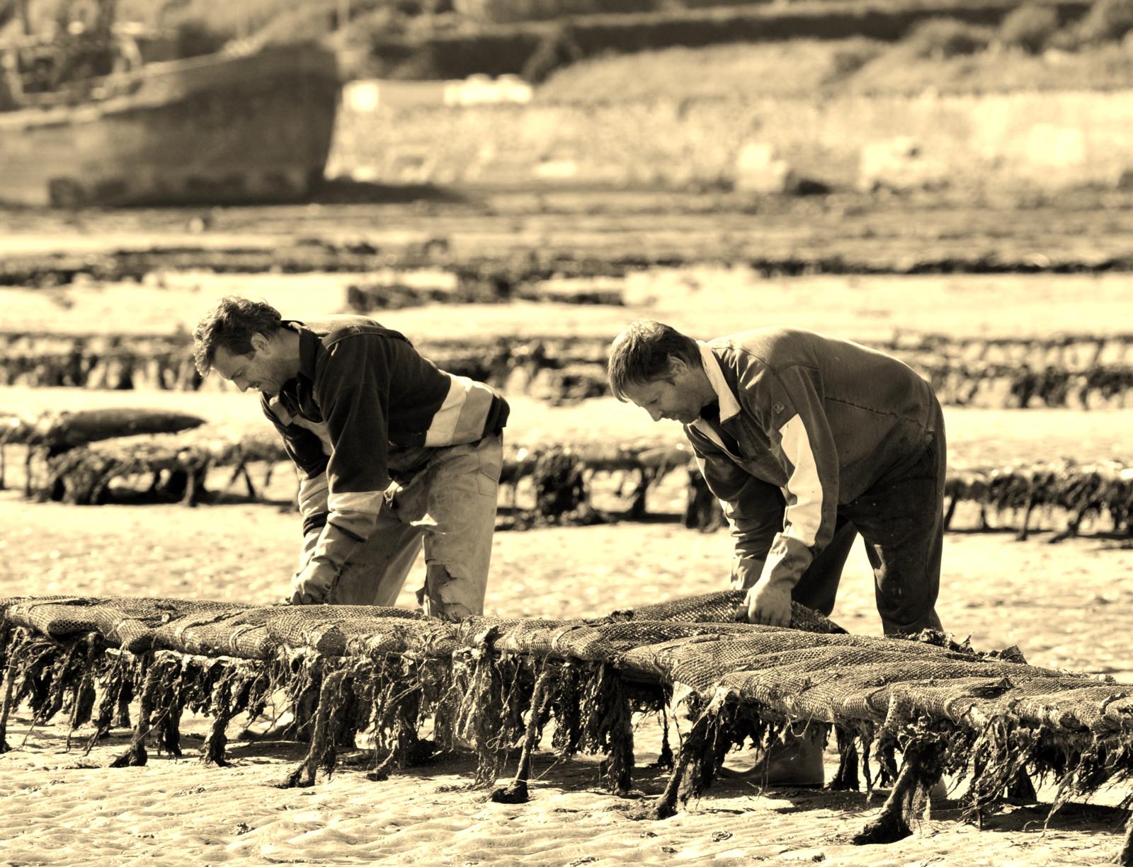 Two men working on oysterfram 