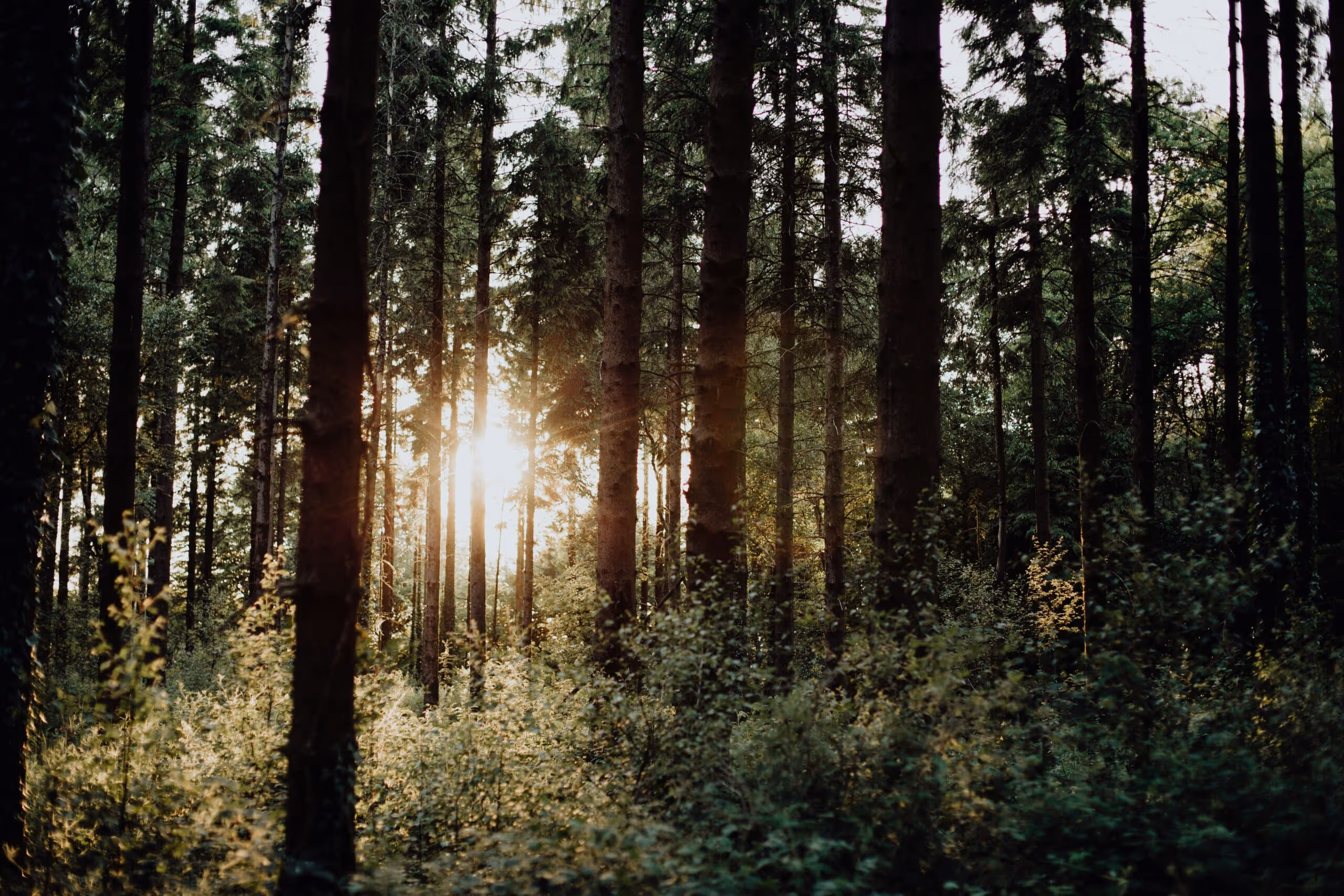 Sunrise through a dark forest