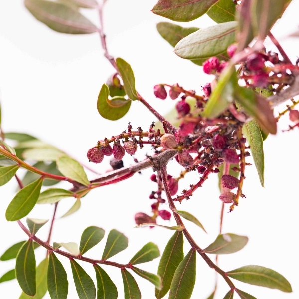 Baies rouges suspendues à une branche en lumière naturelle