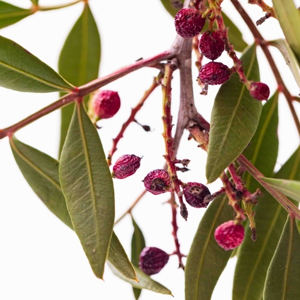 Feuillage vert et baies rouges en détail naturel