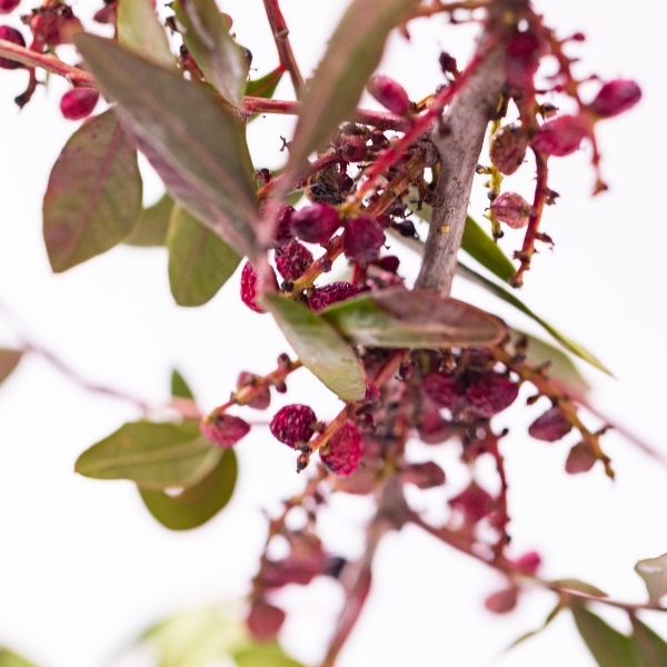 Branche aux baies rouges délicates sur fond clair