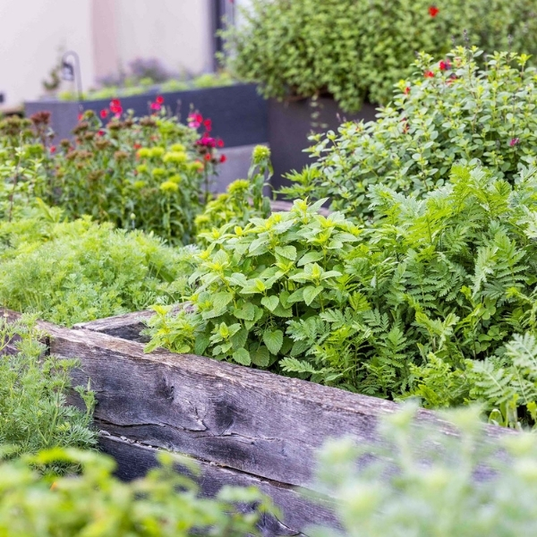 Potager luxuriant en extérieur baigné de lumière naturelle