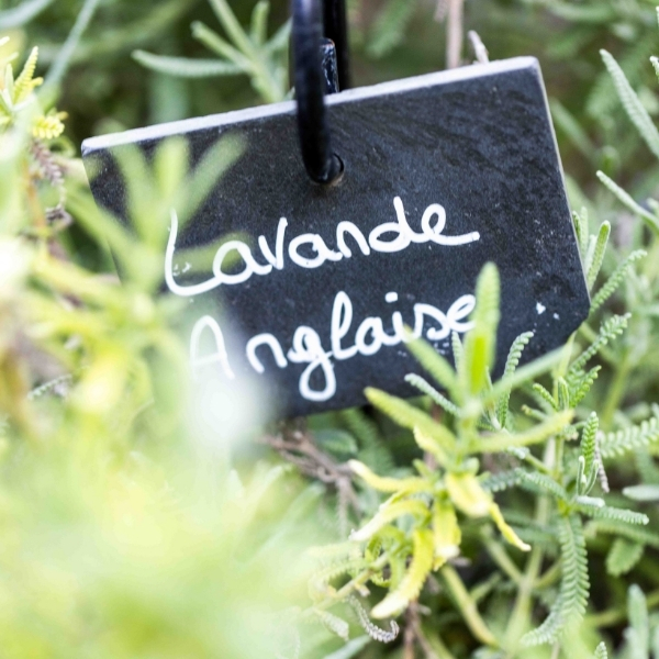 Branche de lavande anglaise au cœur d’un jardin