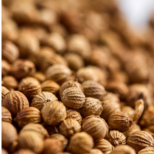 Graines de coriandre séchées en gros plan