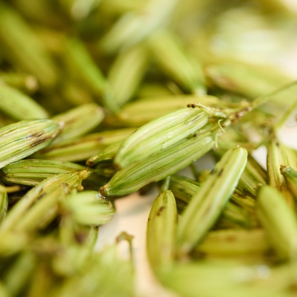 Épis d’orge verts en lumière naturelle