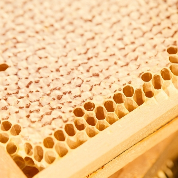 Alvéoles de cire d’abeille en structure naturelle