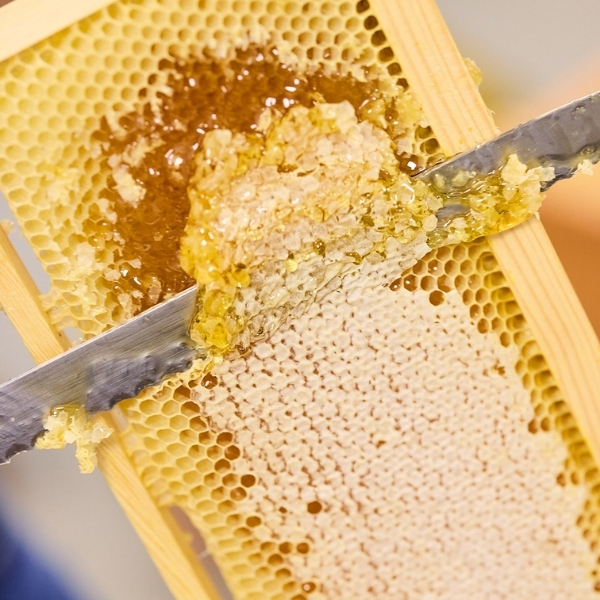 Rayon de miel doré fraîchement découpé