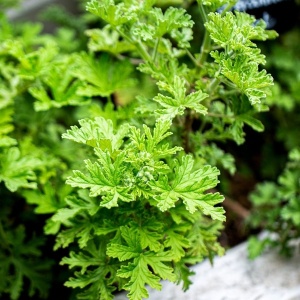 Feuillage vert luxuriant en lumière naturelle