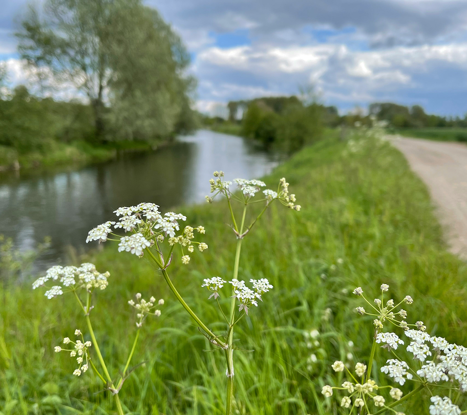 Weiße Blüten vor einem Fluss, grünes Gras und ein Kiesweg unter bewölktem Himmel.