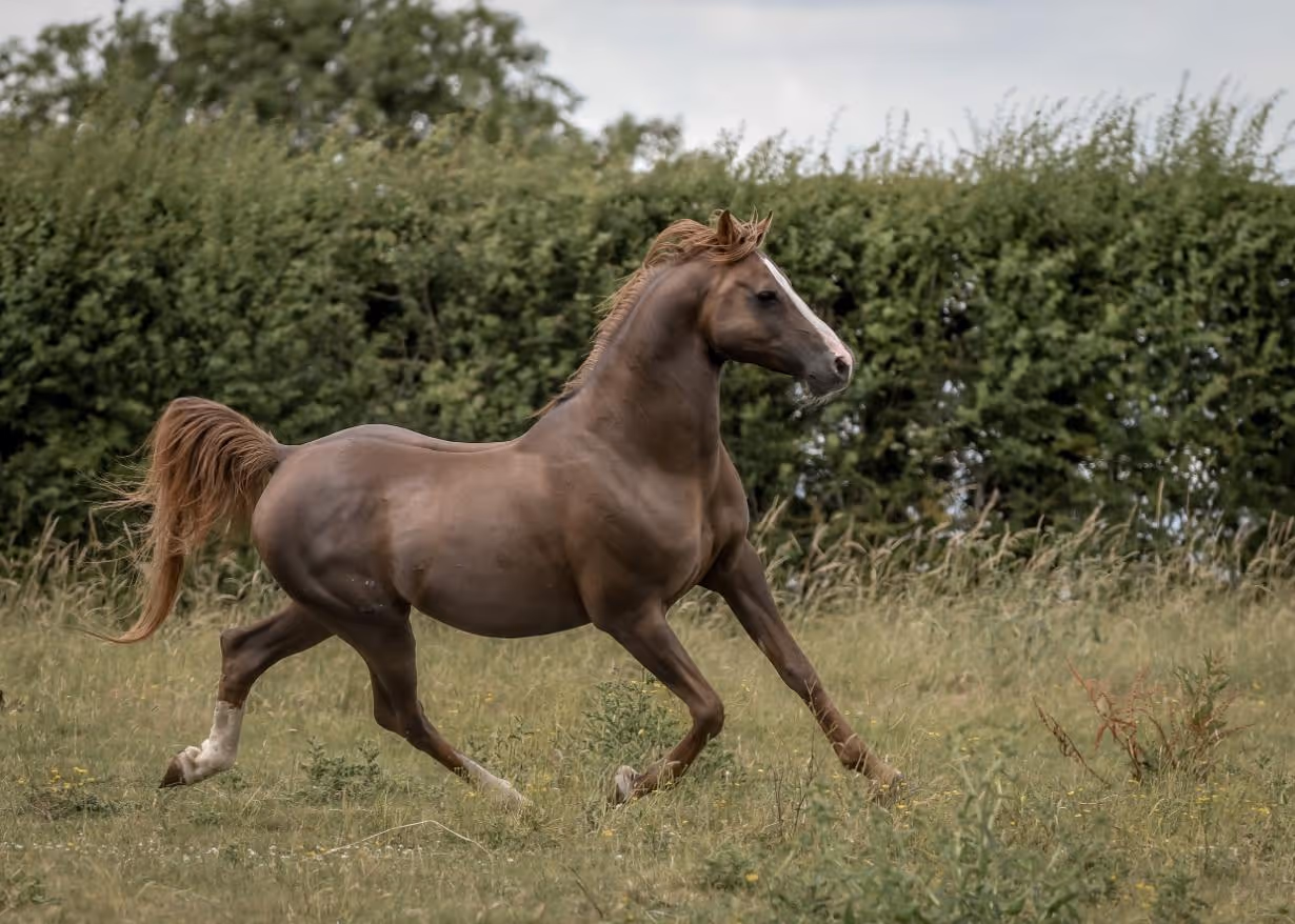 Crabbet Arabian