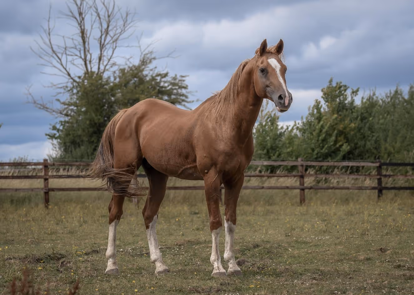 Crabbet Arabian