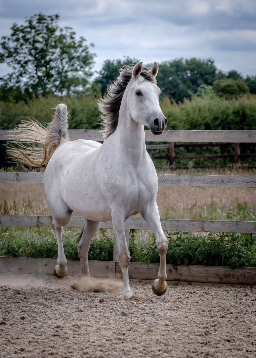 Crabbet Arabian