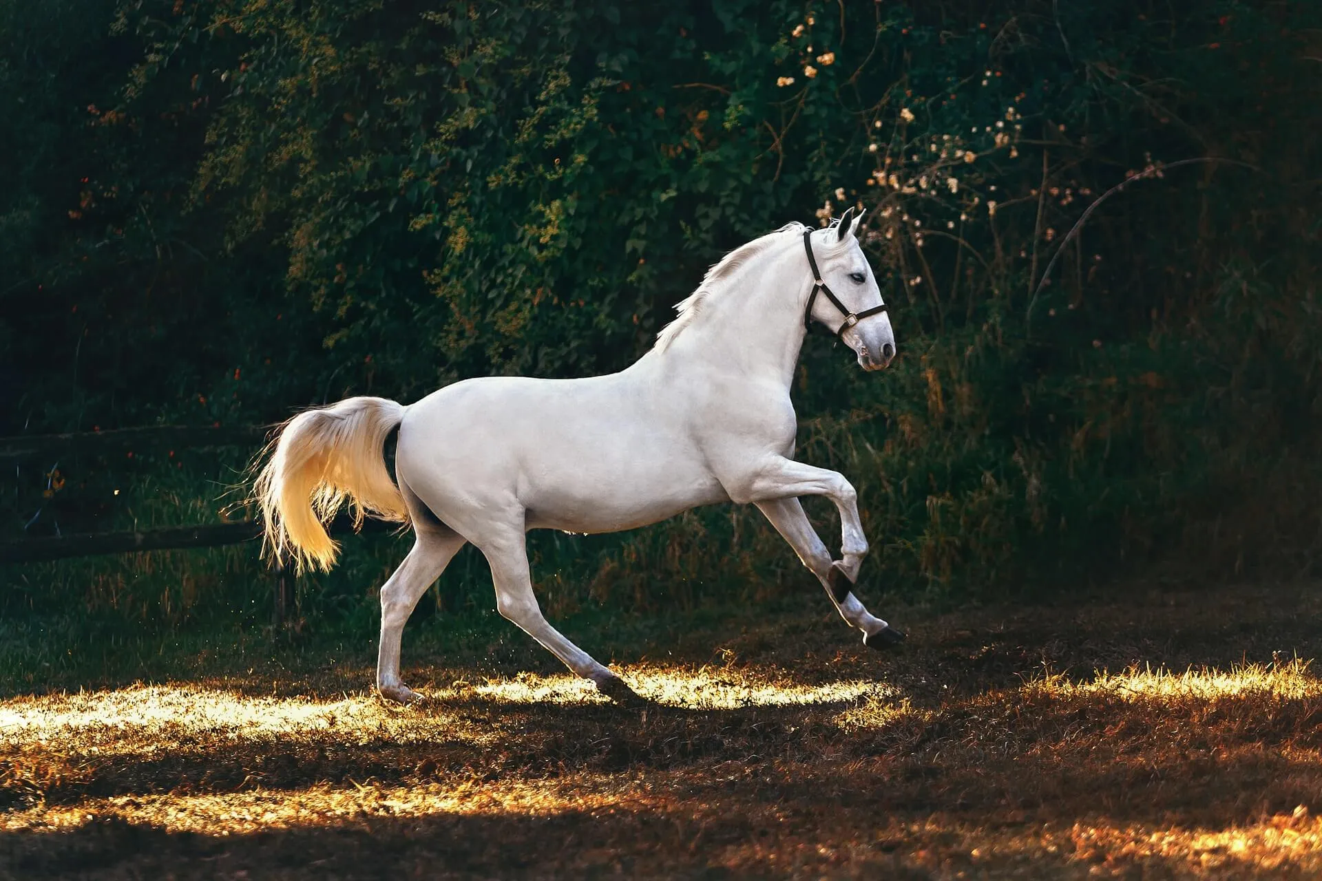horse