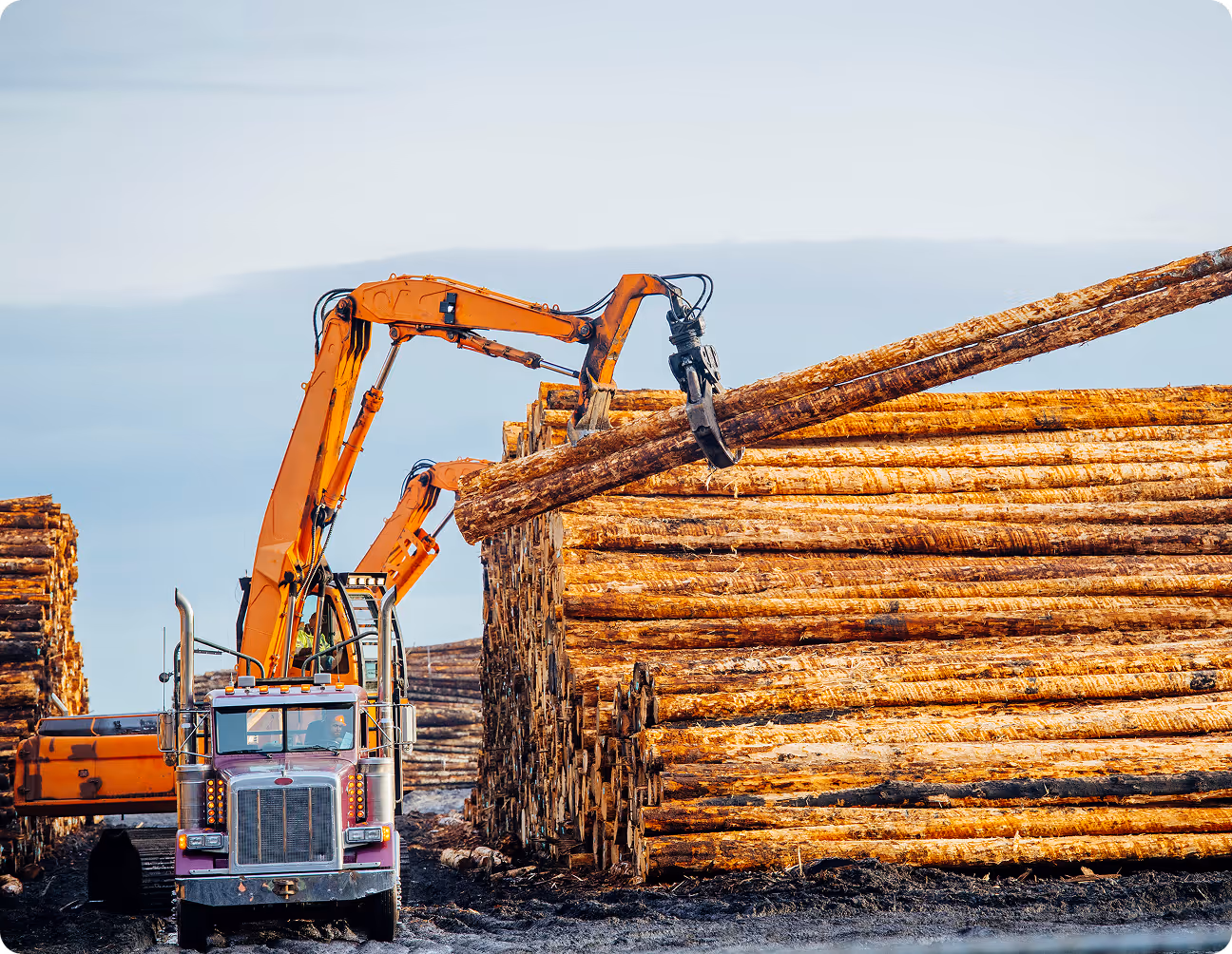 Orange excavator loading long logs onto a pile beside a truck in a logging site.