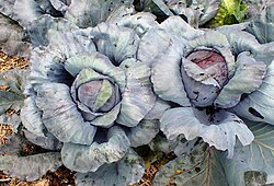 image of local produce