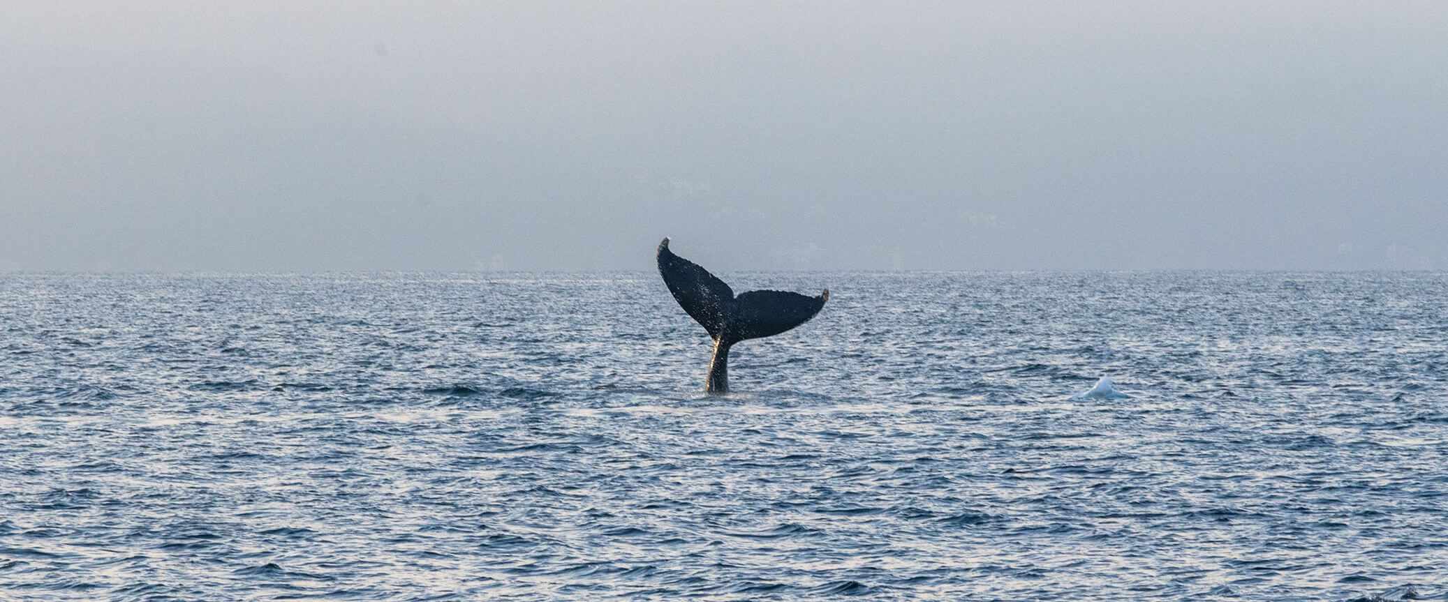 Whale Wonders of Punta Mita