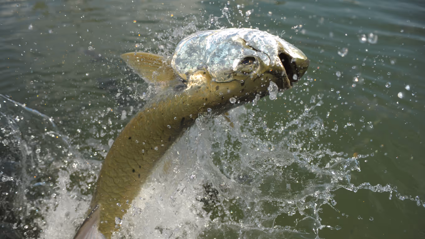 A fish with a large, shiny silver head and golden body jumping out of rippling water creating splashes.
