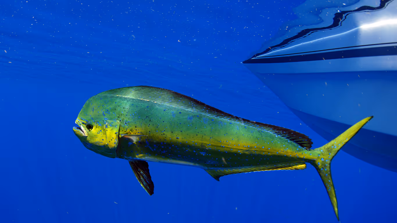 Green and yellow dolphinfish (mahi-mahi) swimming underwater near the hull of a boat in clear blue ocean water.