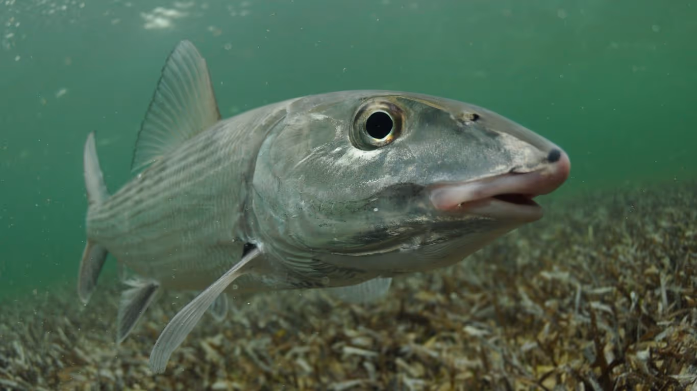 Close-up of a bonefish swimming underwater above seagrass on the ocean floor.