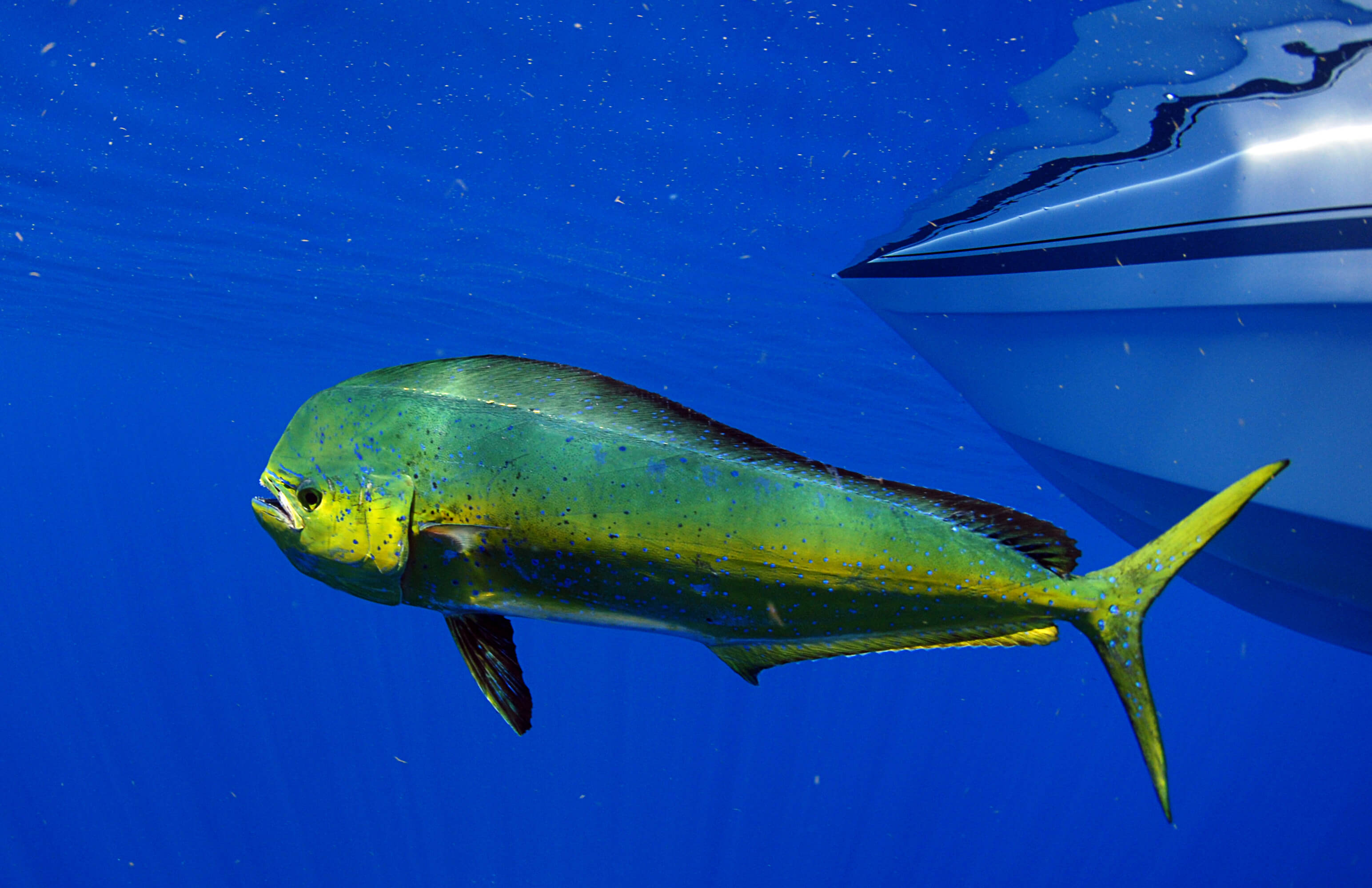 Dorado dolphin fish, also known as mahi-mahi, swimming underwater off the coast of Islamorada, FL