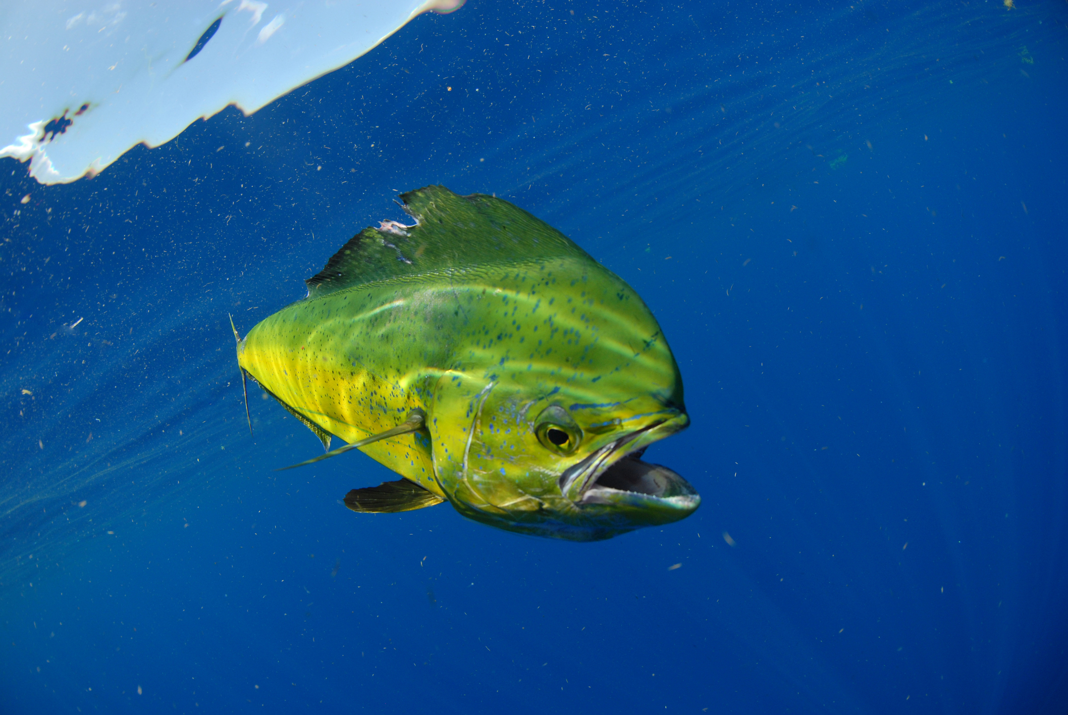 Mahi mahi, or dolphin fish, swimming in Islamorada.