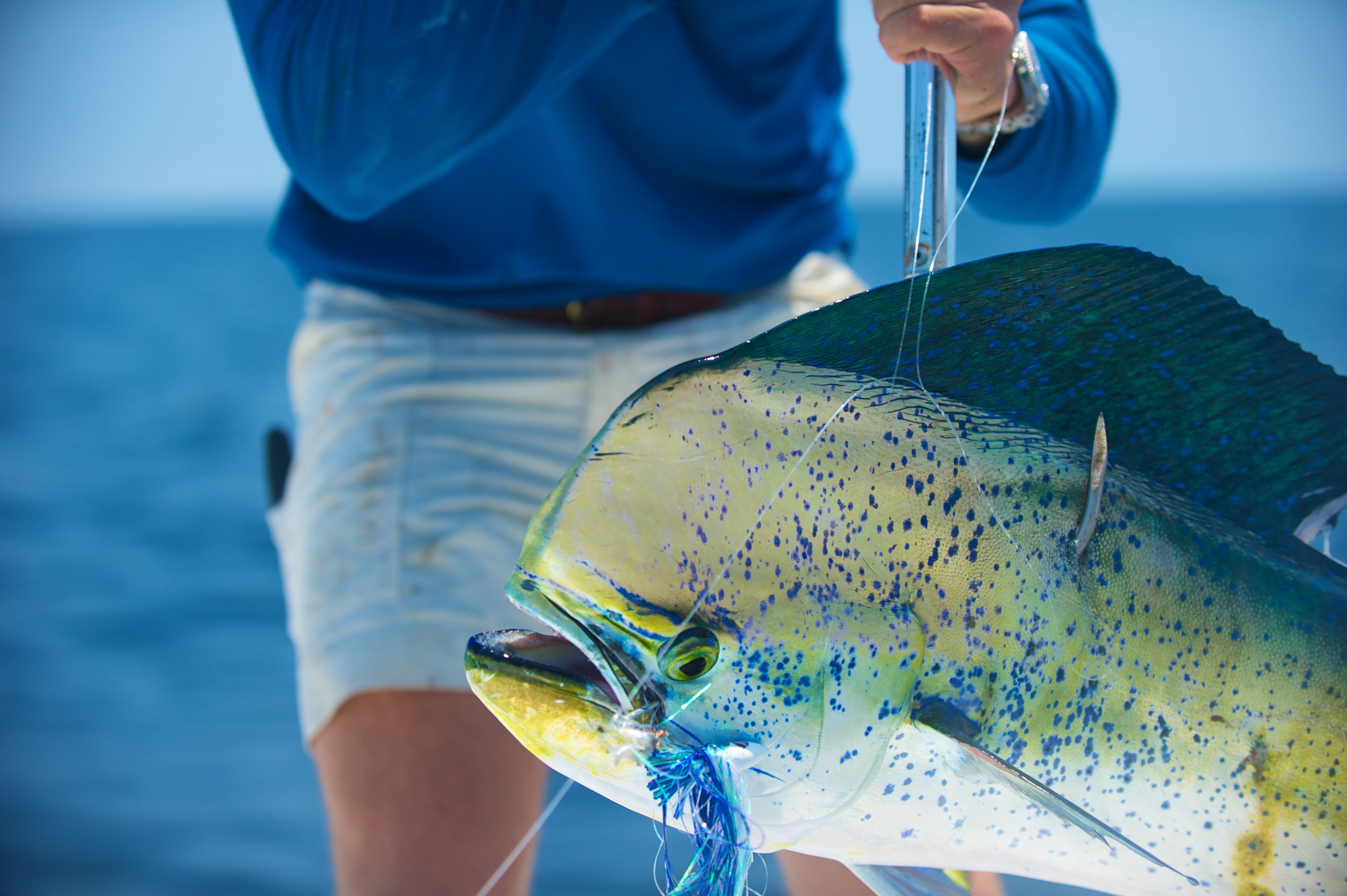 Mahi Mahi caught fishing offshore in Islamorada, Florida Keys.