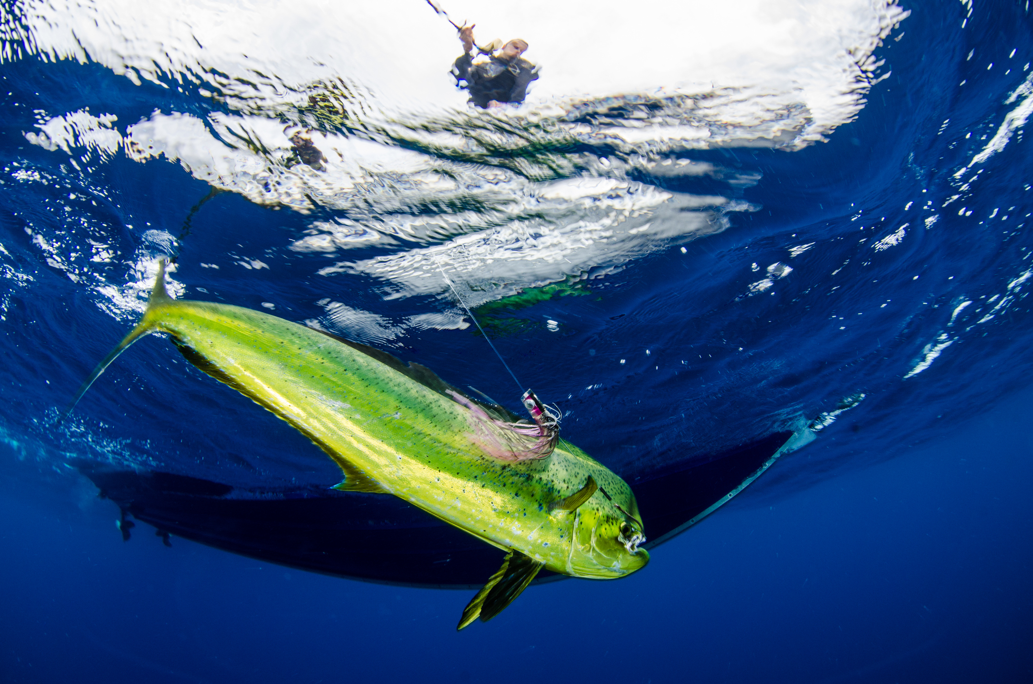 A man reels in a large Mahi Mahi in the clear waters of Islamorada