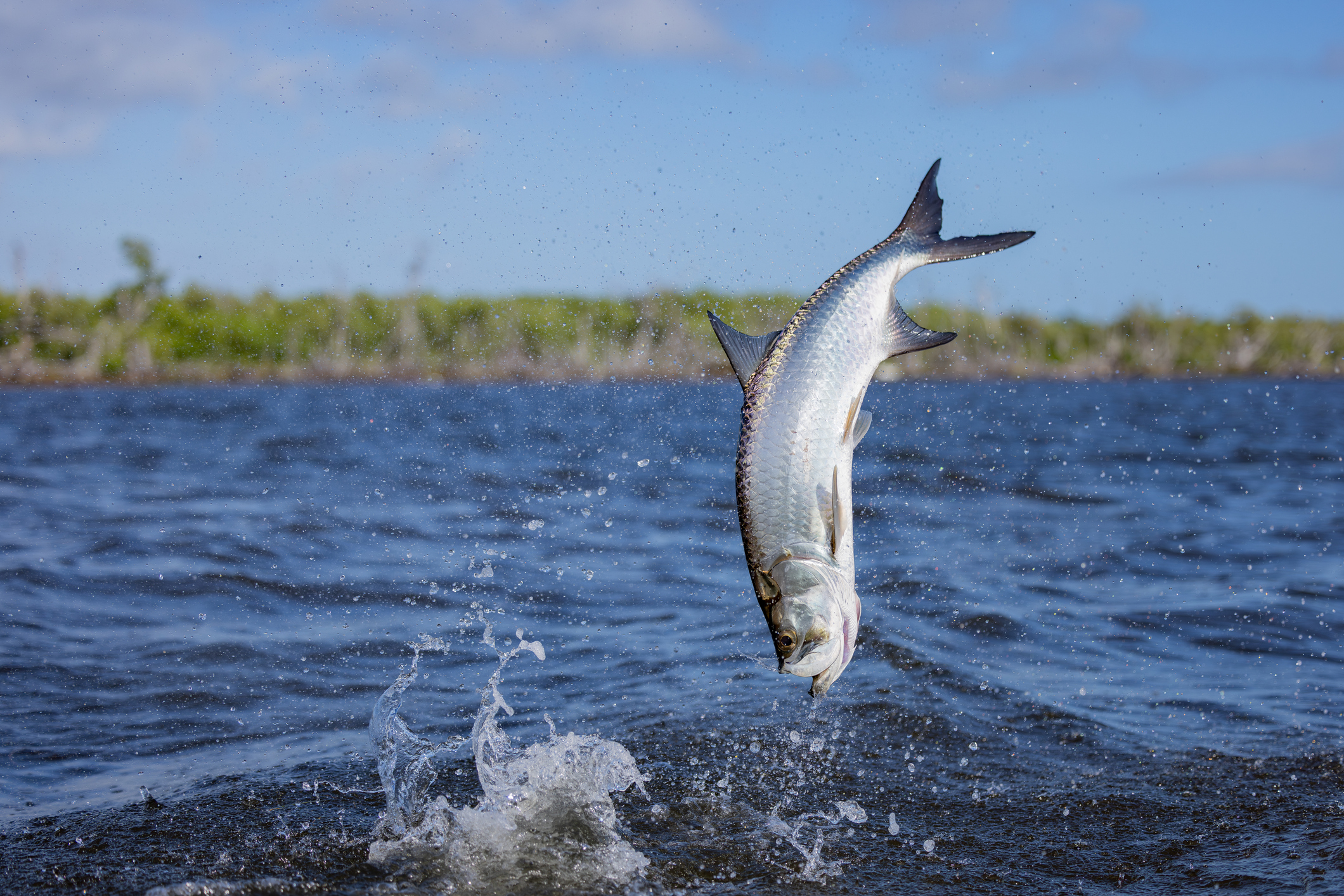 A close-up photo of Atlantic tarpon jumping from the waters of Islamorada, FL