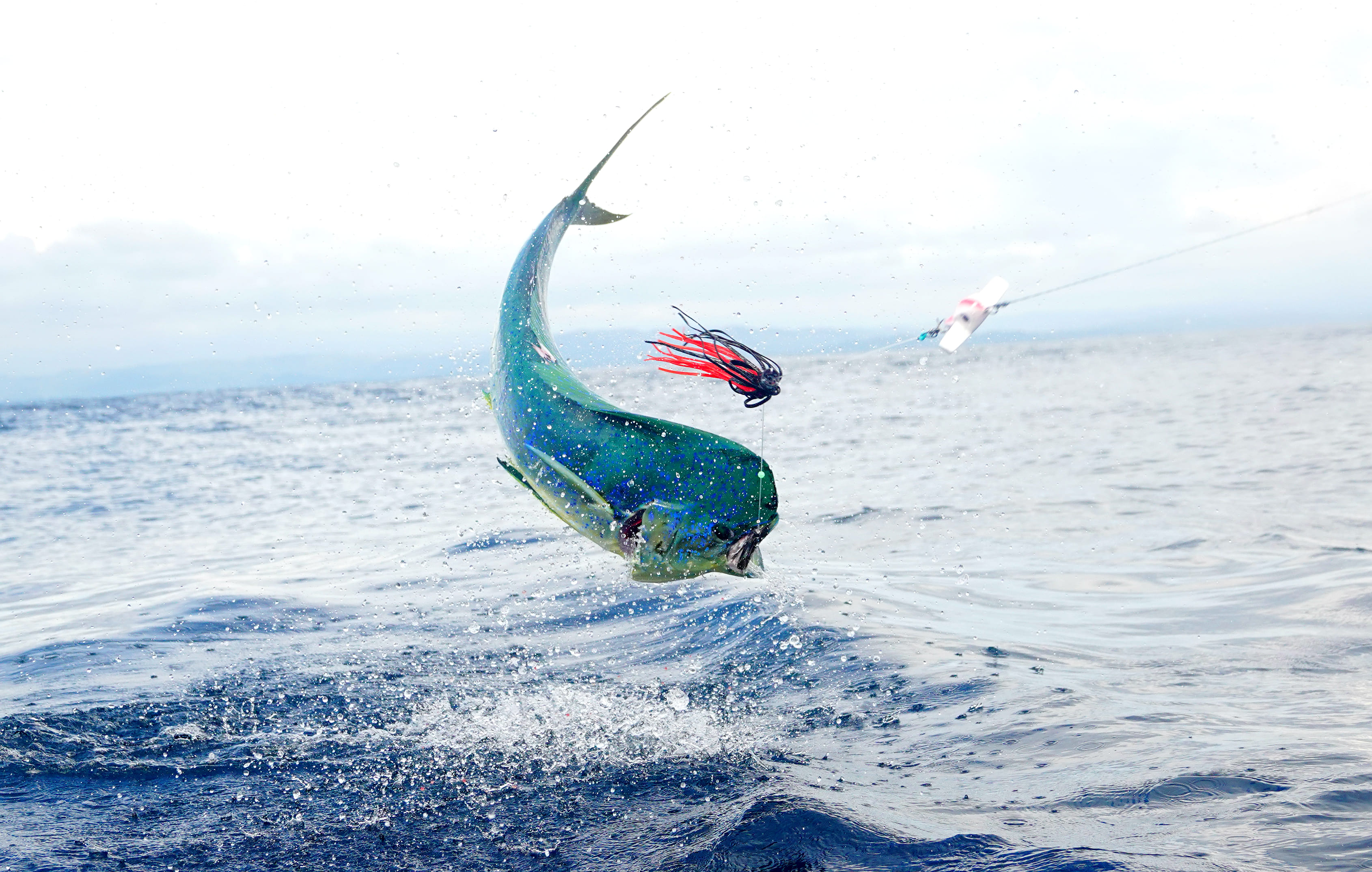 A Mahi Mahi in Islamorada, FL, leaps from the blue ocean water.