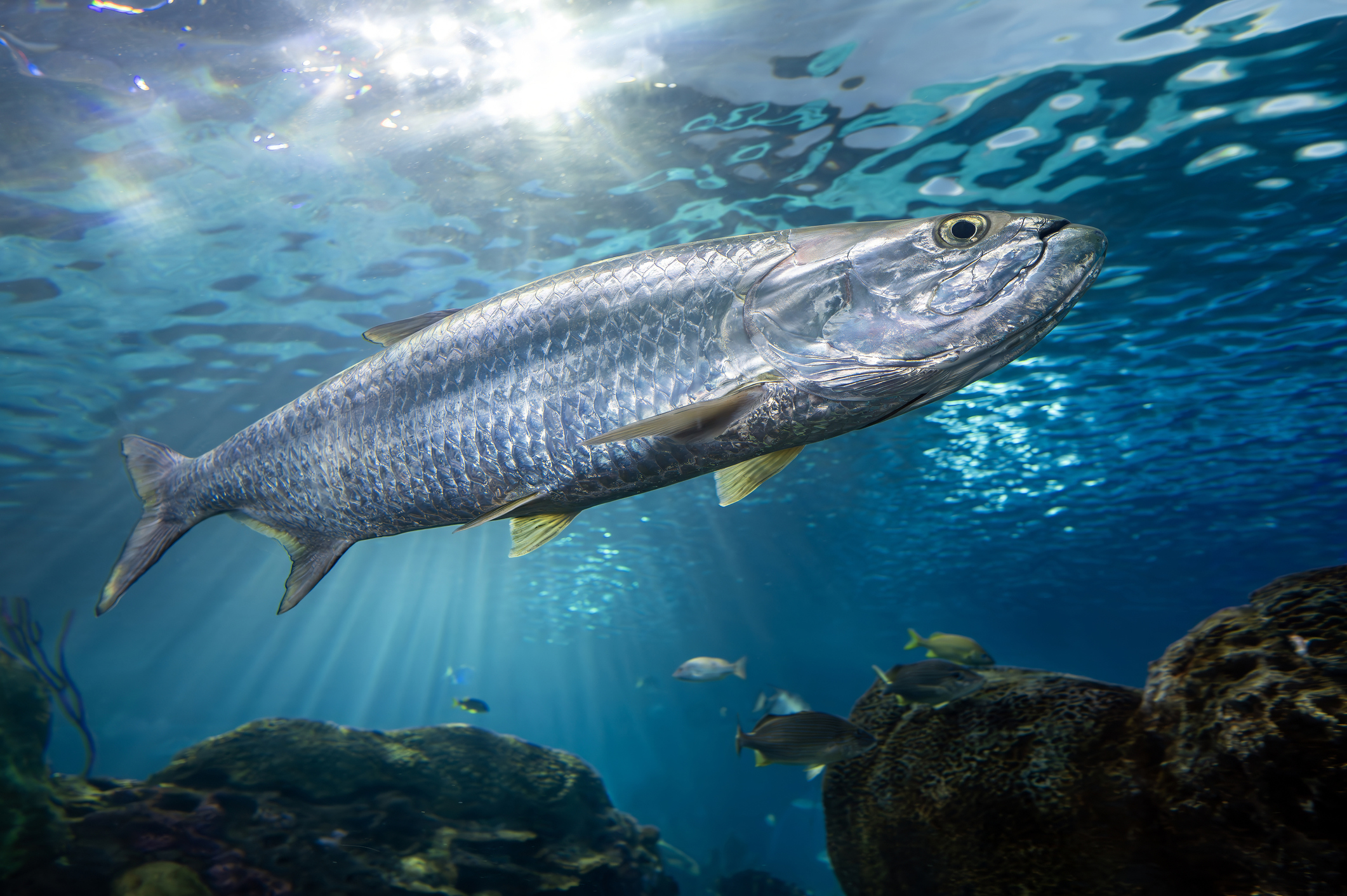 A close-up photo of Atlantic tarpon swimming nearshore in Islamorada, FL.