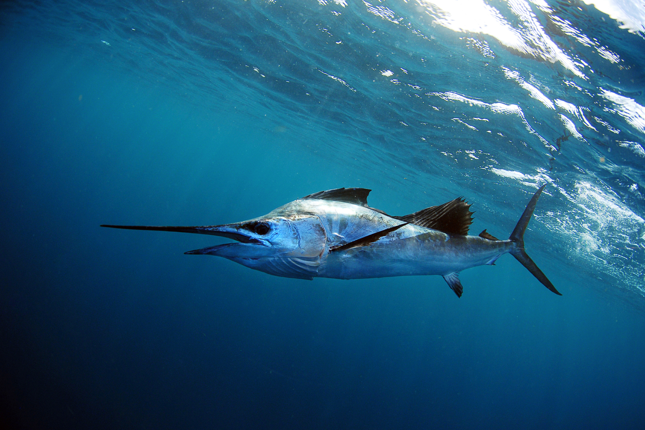 A sailfish swims in blue ocean water off the coast of Islamorada, FL.