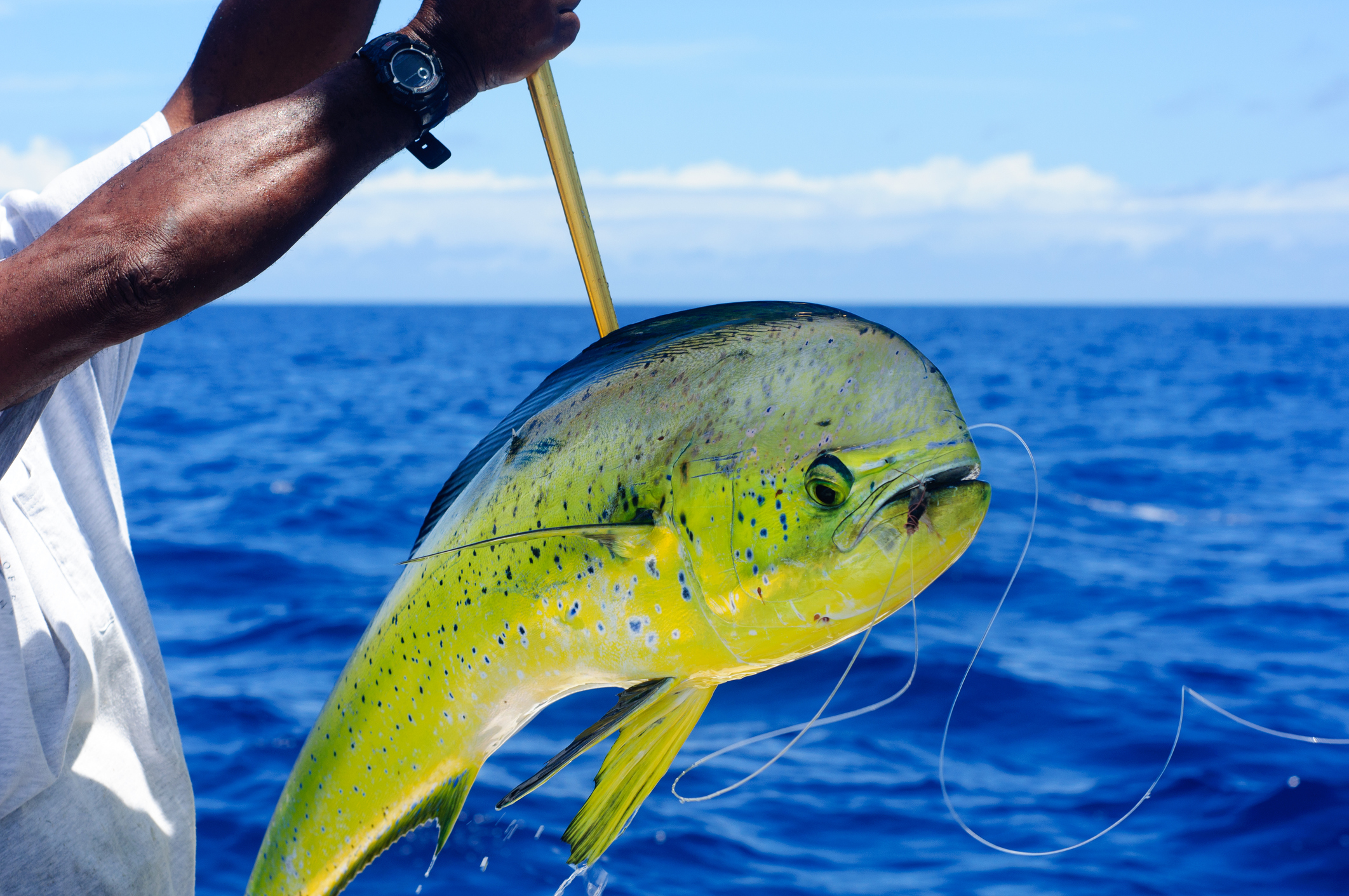 Just caught Mahi-Mahi (Dolphin or Dorado) , Islamorada, FL.