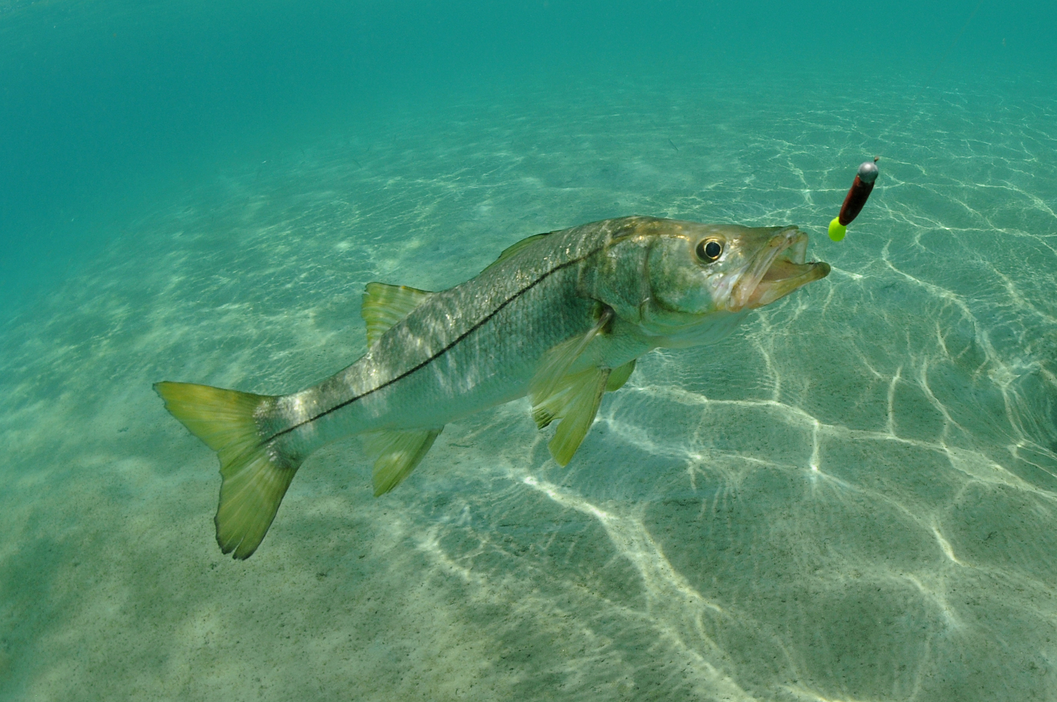 Snook in the ocean chasing a lure while fishing in Islamorada, FL.