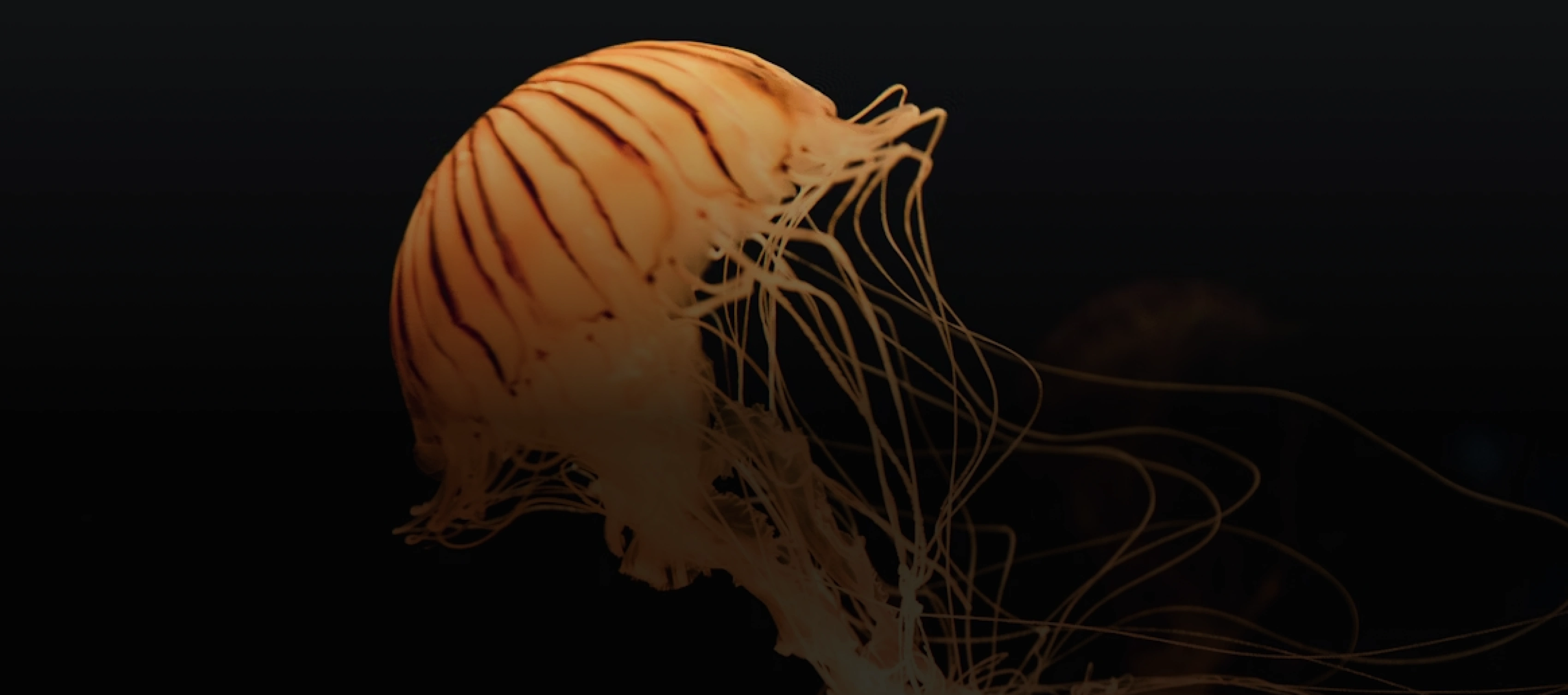 Adroven-let's-create-something