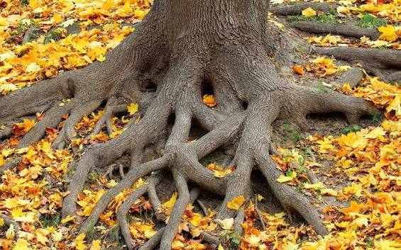 How Tree Roots Affect Driveways, Garage Pads, and Concrete Slabs