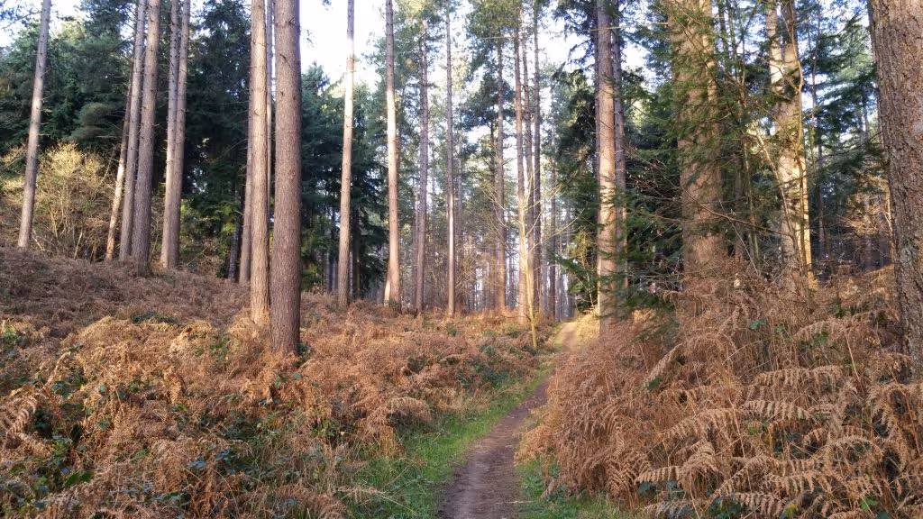Heerlijk stappen door het Meerdaalwoud